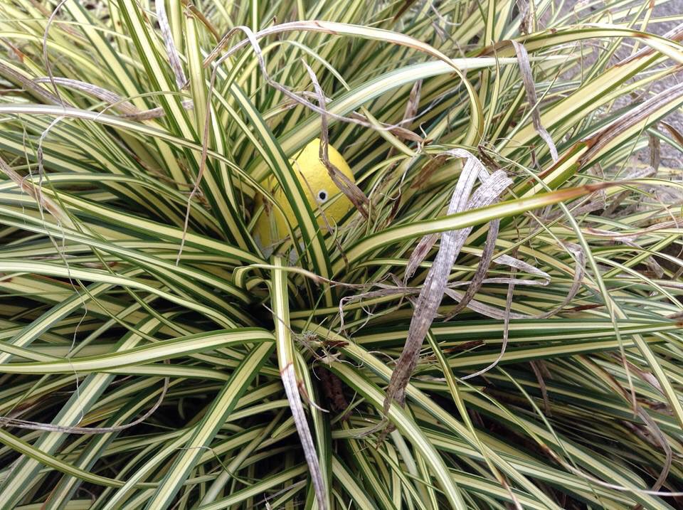The Friends of Haworth Primary School have hidden 12 Easter Themed Bronte Rocks around the village.

If you are lucky enough to find one, please return to the school office and you will be rewarded with  an Easter egg.

They are hidden around the village we have given you clues!