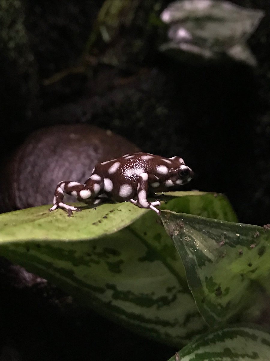 mahesh_dan1's tweet image. Marañón poison frog @aalborgzoo