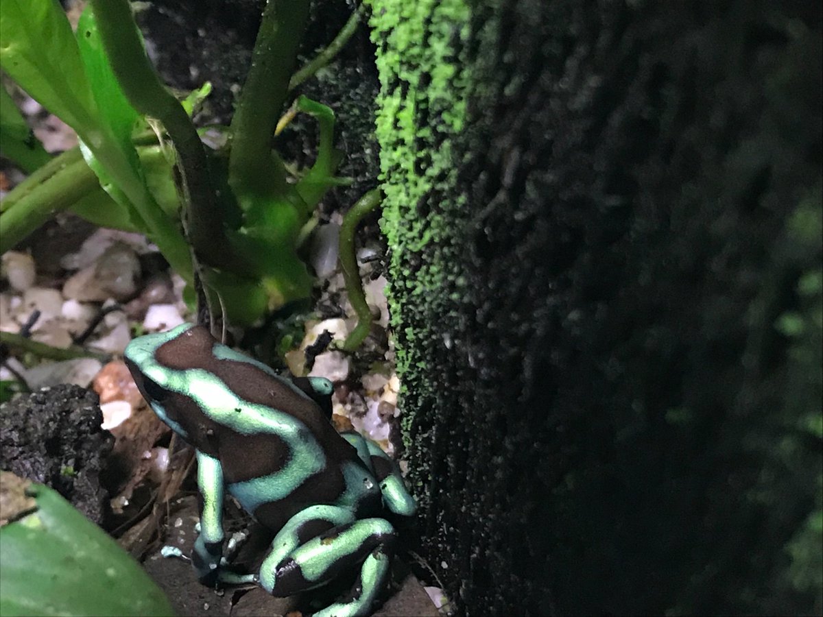 mahesh_dan1's tweet image. Marañón poison frog @aalborgzoo