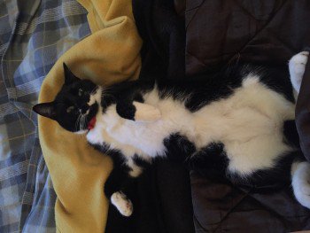 MissingPetsGB's tweet photo. 🐱 ALLEN #cat didn't come home on 10 Nov &amp; is still #missing
He means the world to his family
 #Lost Millbrook #Southampton #SO16
Please contact if any sign of him.
@bickleback @nellbick
#Caturday https://t.co/iauGTu6VK6
