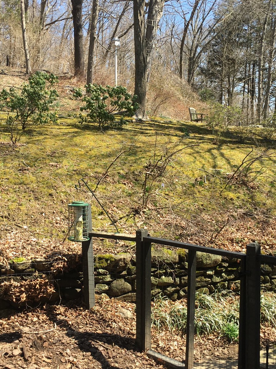 ShadowLakeDog's tweet photo. Do you see this yard? It is clearly saying โCome play in me!โ Listen up, people. Open the gate! #letsplayfetch โฆ@dogcelebrationโฉ https://t.co/w32jSHiMWj