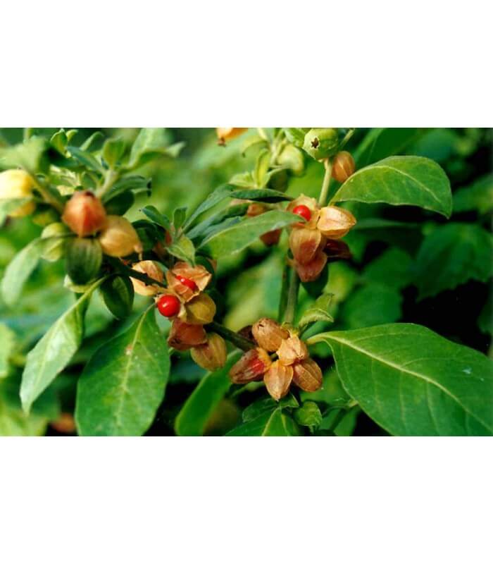 HealthFoodEmpor's tweet photo. 10 Science Based Benefits of Ashwagandha!
https://t.co/Ek4MgPqYkX https://t.co/DGtXPfrieh