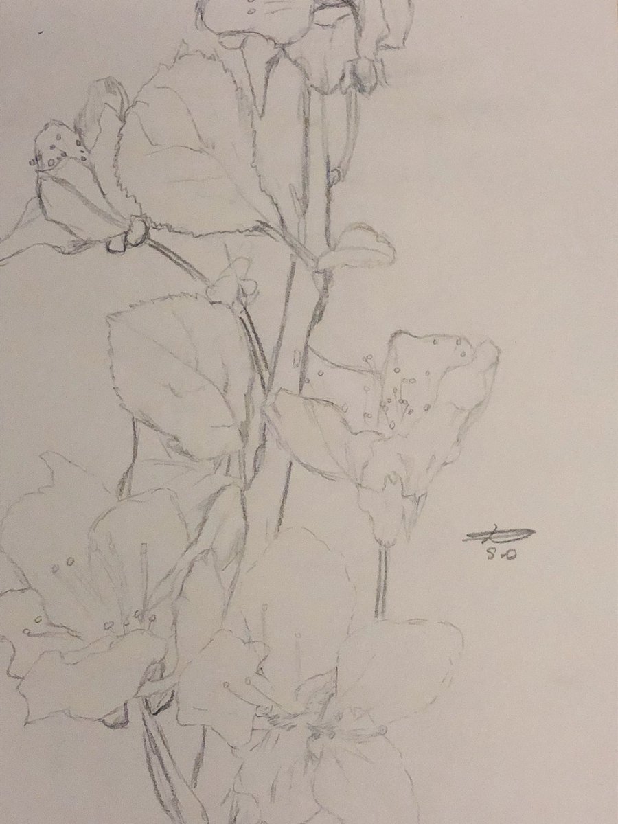 petitelune9's tweet photo. Fleur de cerisier #dessin #draw #drawthisinyourstyle #sketch #love #drawing #art https://t.co/dELuGa1aml