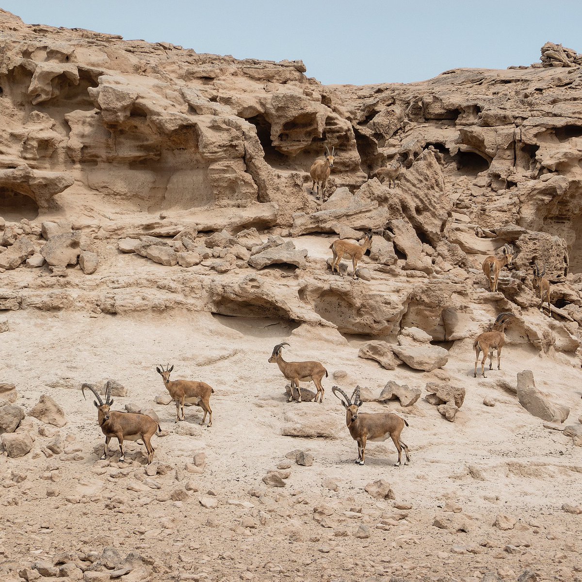 Khaled_Bin_Ali's tweet photo. #Bahrain #hawarislands #sonyrx100vi https://t.co/ATy2uJAkvf