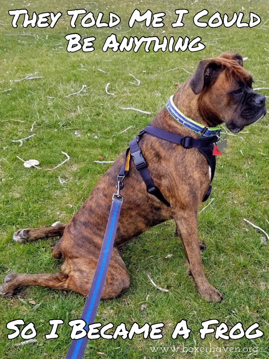 life_boxer's tweet photo. #Truths #LovedByABoxer @boxerbond @Boxers_Buddies @OwnedByaBoxer @BoxerWorld @flaboxerrescue @HavenBoxer #BoxerHavenRescue #PuppyLove @savetheboxers @mustluvboxers @Adopt_A_Boxer #BoxerMom #LifeLessons #TheyCallItLove @UKBoxersNews @boxerdogrescue #Froggy #DreamsComeTrue https://t.co/VbcEKTI09b