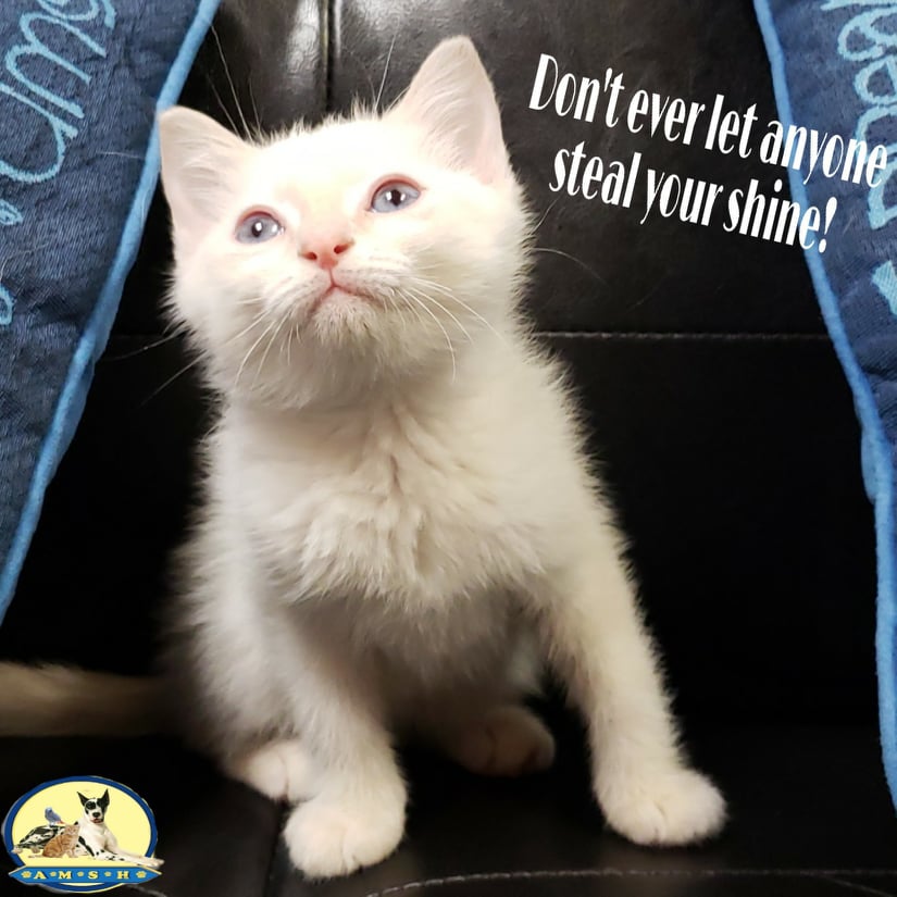 tomuchcute's tweet image. RT @AMSHVets: Don't ever let anyone steal your shine!

#amsh #tulsaoklahoma #brokenarrowoklahoma #petsofinstagram #aww #hello #pictureoftheday #cute #kitten #tag #beautiful #gorgeous