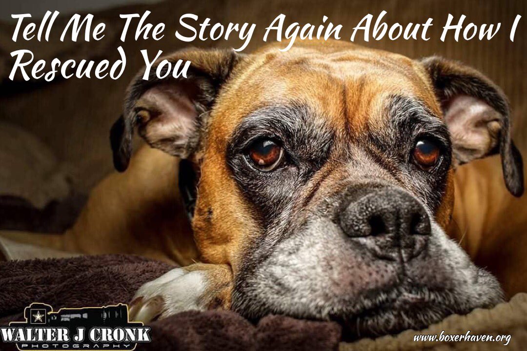 life_boxer's tweet photo. #Truths #LovedByABoxer @boxerbond @Boxers_Buddies @OwnedByaBoxer @BoxerWorld @flaboxerrescue @HavenBoxer #BoxerHavenRescue #Boxerdogs @savetheboxers @mustluvboxers @Adopt_A_Boxer #BoxerMom #LifeLessons #TheyCallItLove @UKBoxersNews @boxerdogrescue #Rescued #adoptaboxer https://t.co/n948nCEkPS