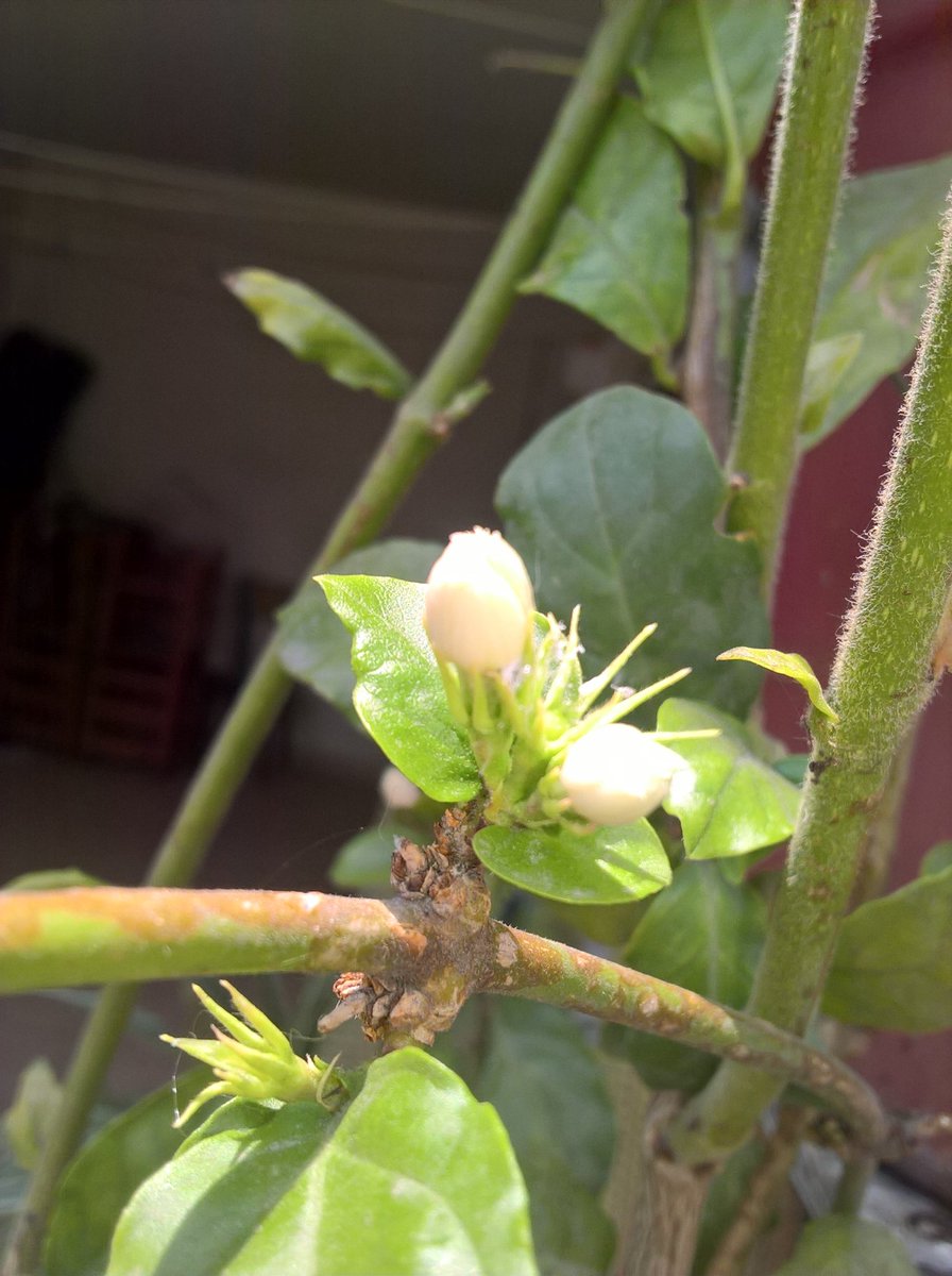 BlancheTours's tweet photo. #odorous #myjasmin https://t.co/WVv9DC6id5
