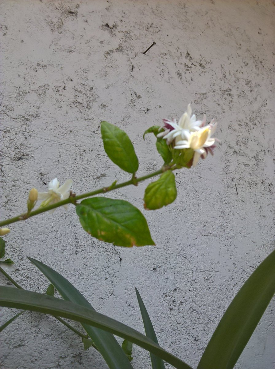 BlancheTours's tweet photo. #odorous #myjasmin https://t.co/WVv9DC6id5