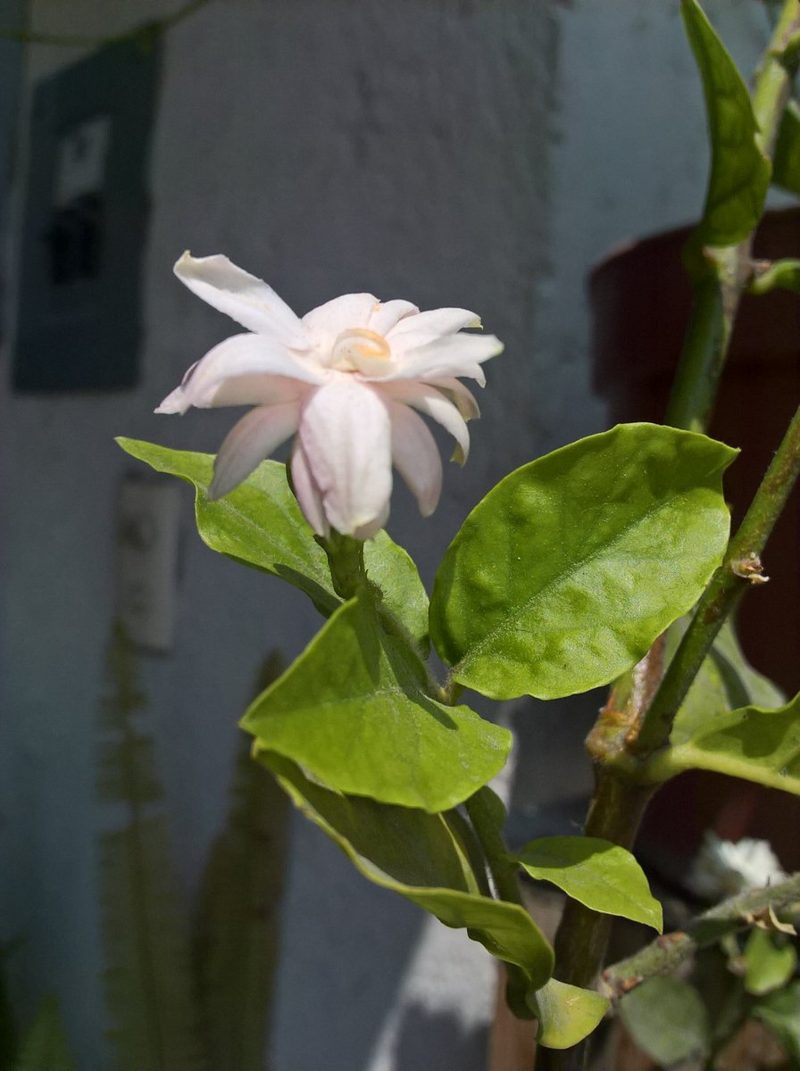 BlancheTours's tweet photo. #jasmine #odorous https://t.co/ogUx9lSJ82