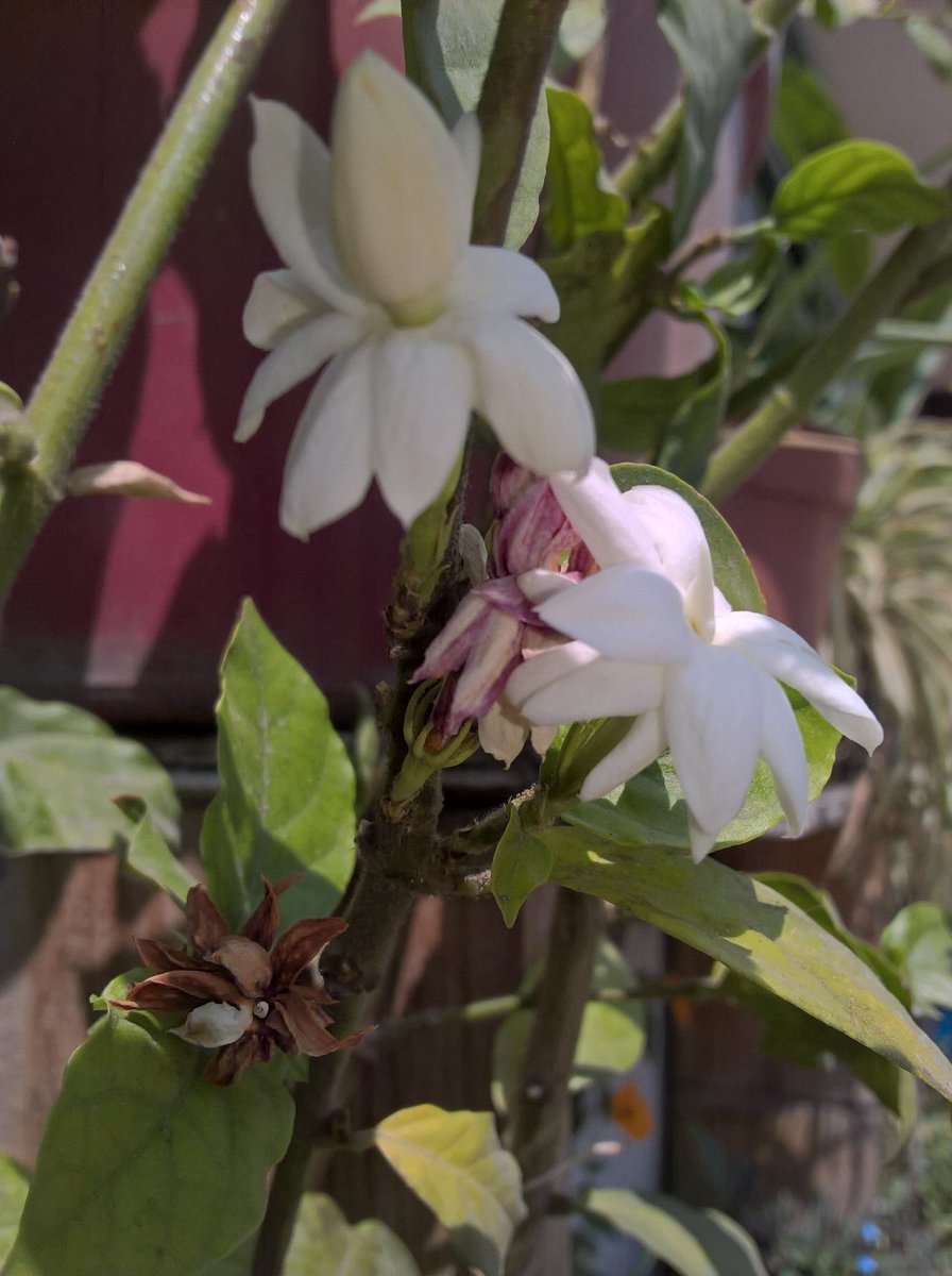 BlancheTours's tweet photo. #jasmine #odorous https://t.co/ogUx9lSJ82
