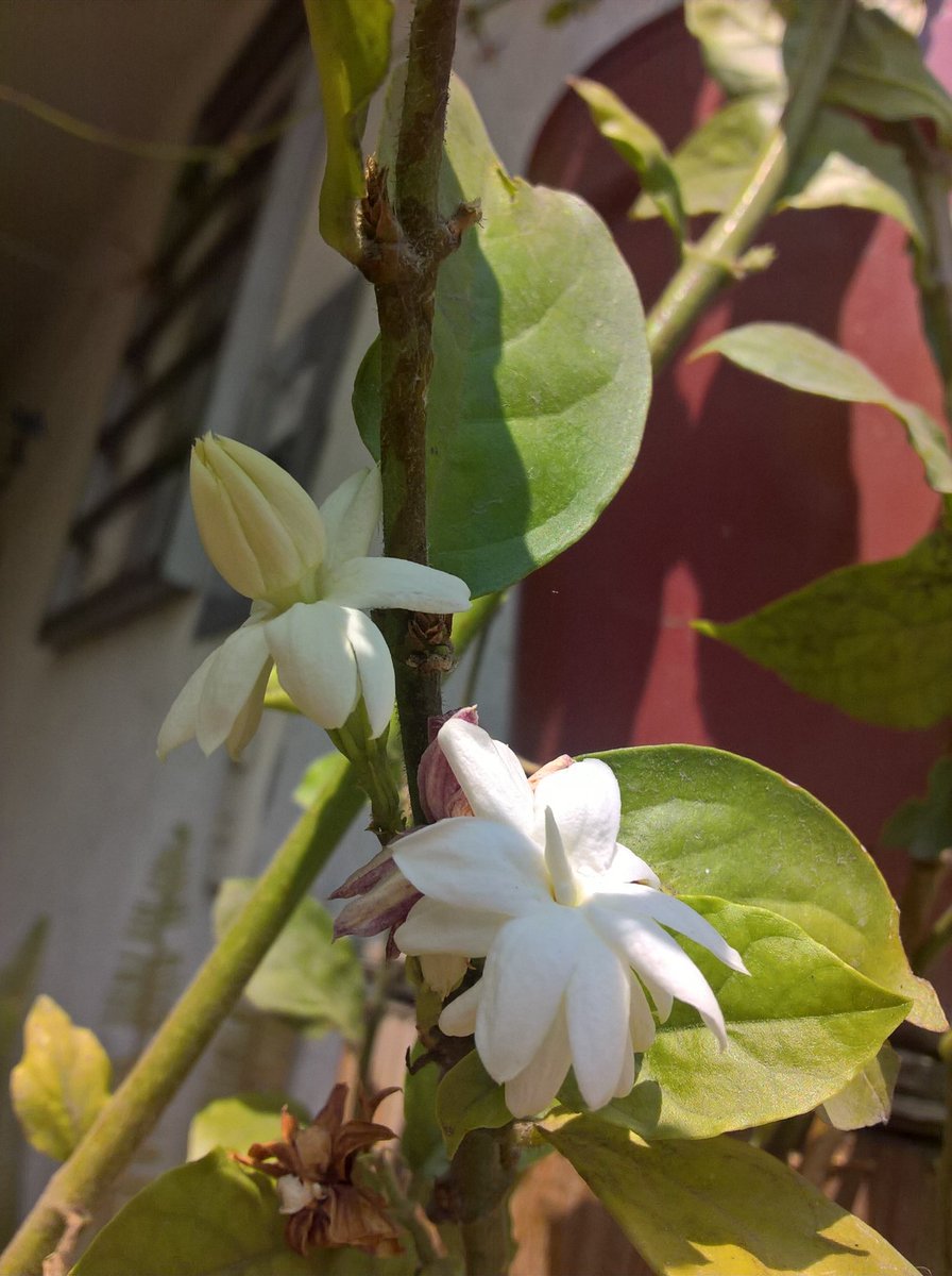 BlancheTours's tweet photo. #jasmine #odorous https://t.co/ogUx9lSJ82