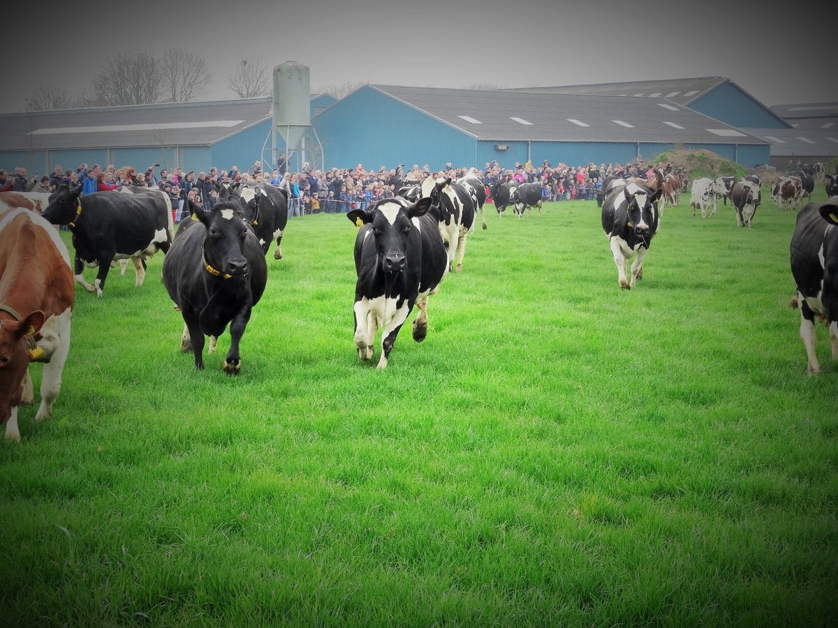 Maasmeanders tweet media