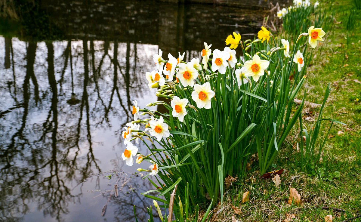 ExploreOxford's tweet photo. Spring is here in the Cotswolds with cheery daffodils in bloom and new lambs in the pastures.  Our Spring/Summer Programme starts this week!  Come and experience the delights of the Cotswolds on one of our award-winning tours.  https://t.co/paYPGetuhk
#britainsbestguides https://t.co/uT1Q8WE7kp