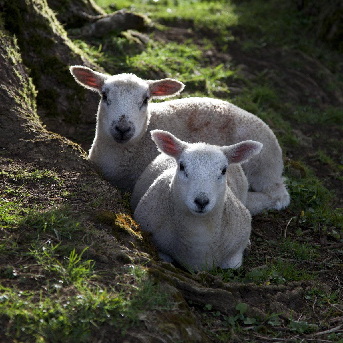 ExploreOxford's tweet photo. Spring is here in the Cotswolds with cheery daffodils in bloom and new lambs in the pastures.  Our Spring/Summer Programme starts this week!  Come and experience the delights of the Cotswolds on one of our award-winning tours.  https://t.co/paYPGetuhk
#britainsbestguides https://t.co/uT1Q8WE7kp