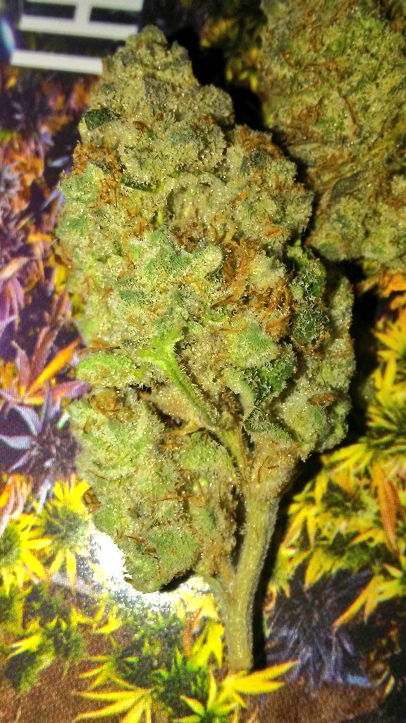 What up #Fam Big Blowing💨 today with some #GuavaStarDawg Sauce & some #SophisticatedLady flower 🔥 #MuchLuvFam 💚