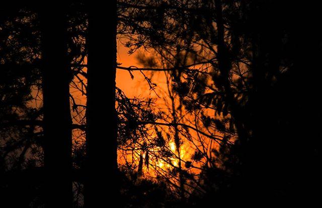 NordicIrish's tweet photo. An intense golden sunset in the forest tonight #sunset_pics #forestshadows #silhouette #dusk https://t.co/OnYLCs54Yk https://t.co/sB9BbH9QY5