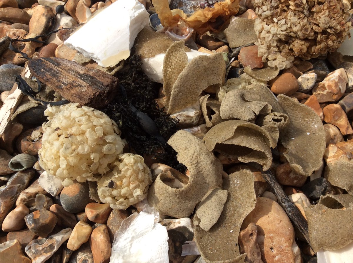 Lots of folk found these giant grey orange peel type things today on the beach and we've now identified them as moon snail egg cases...always great to learn something new #bigspringbeachclean #secrestofthesolent