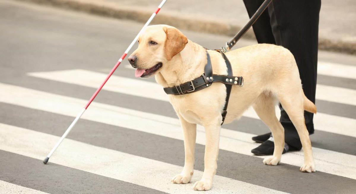 VivaMascotas's tweet photo. Los primeros perros que sirvieron de lazarillo fueron entrenados por los alemanes a finales de la Primera Guerra Mundial para ayudar a los soldados que se habían quedado ciegos en la contienda. #DatosPerrunos https://t.co/j6YNqvtidG