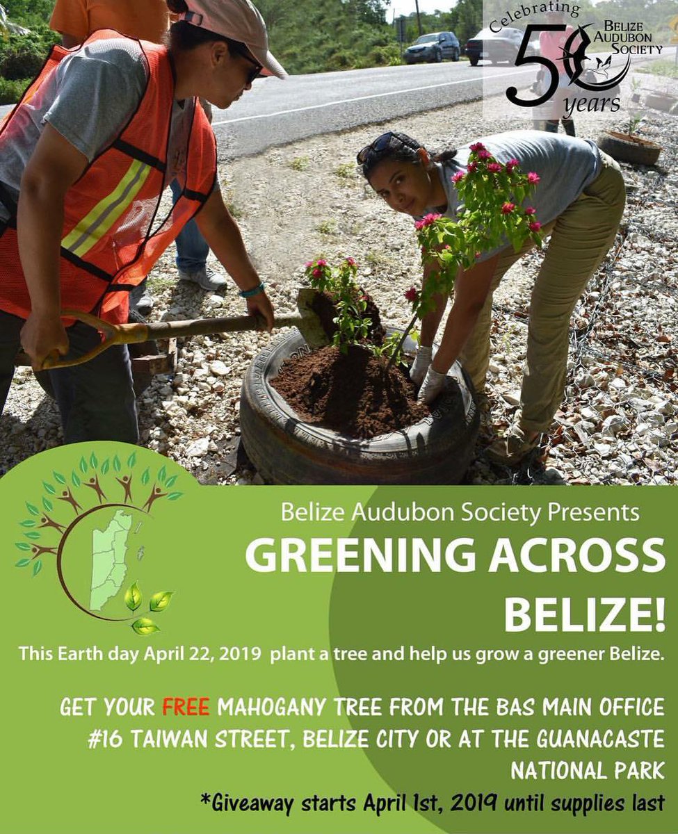 studyinbelize's tweet photo. Have you collected your tree from the Belize Audubon Society as yet? For Earth Day this year on April 22, join them in promoting a #GreenBelize by planting a tree and educating others on how to go green! #greeningacrossbelize #gogreen #treeplanting #mahoganytree #BASat50 https://t.co/25rWSJZv58