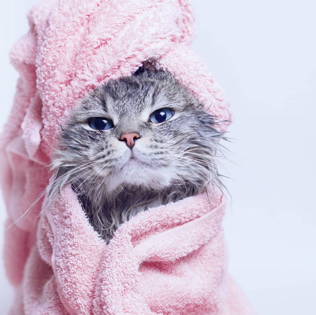 GlamFlapsIntl's tweet photo. That moment you come out of the shower and sit on your bed for 20 minutes scrolling through Instagram. Hope your #Caturday is going well! #CatsOfTwitter https://t.co/76wQV5GVAe