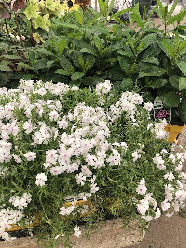 The Barn Nursery tweet media