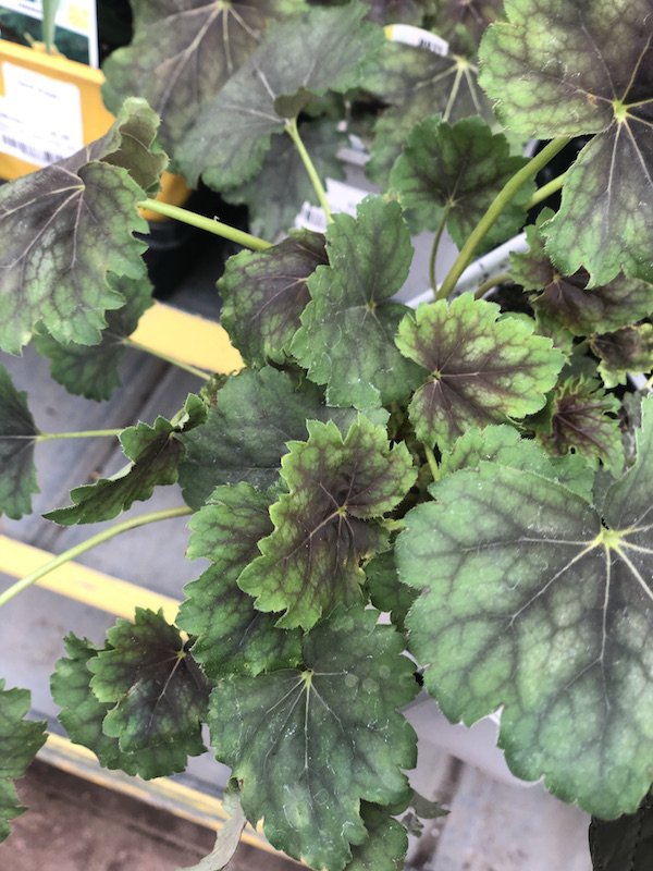 The Barn Nursery tweet media