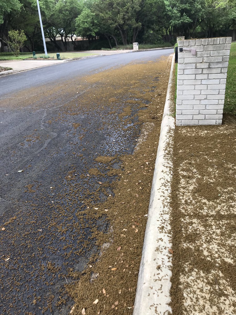 DebraPlacette's tweet photo. It’s like snow, but pollen. @drueplacette slept in his Marine gas mask last night. #SouthTexasProblems https://t.co/YGF0vhqmCt