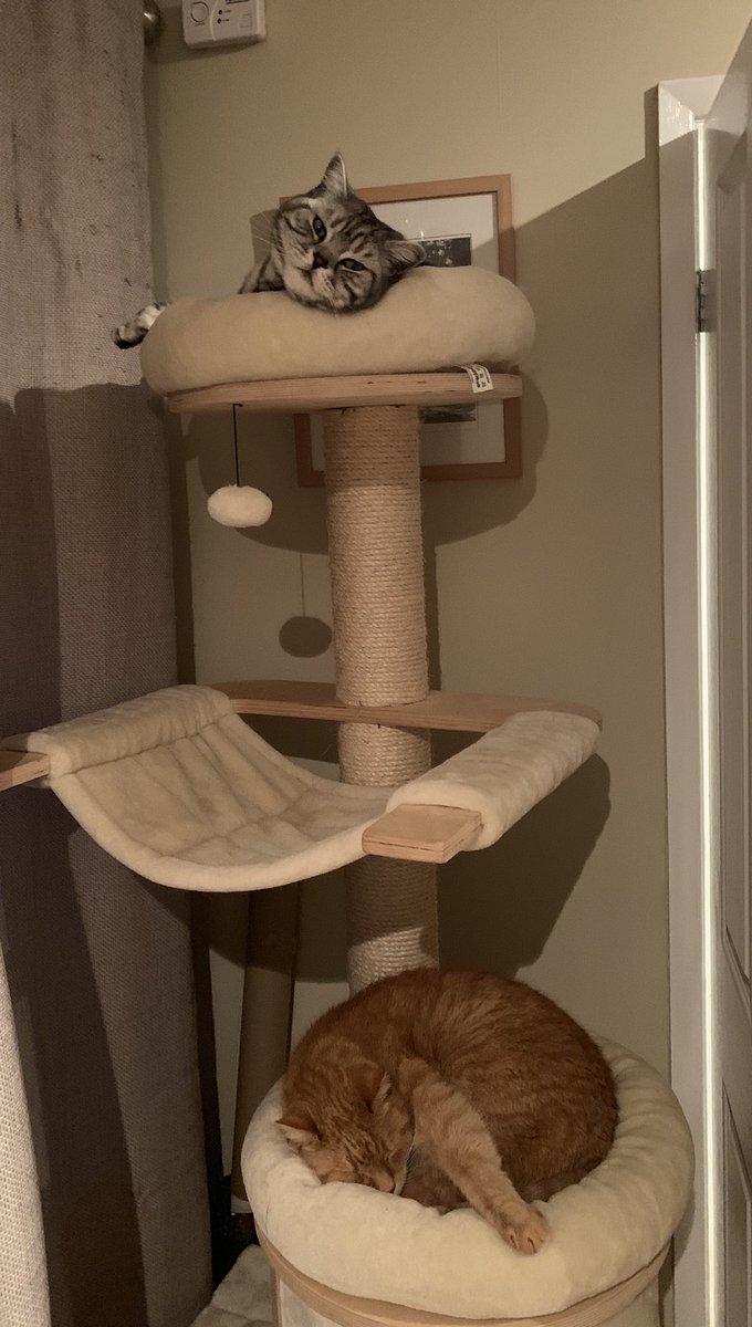 ProfessorMoria8's tweet photo. It’s Caturday fright night! “Terror towers the revenge of the ginger one” I’m not happy Oliver has moved in on my tower, there’s ginger fluff everywhere 🙀 #Caturday #CatsOnTwitter #cats #yorkshirecat #bsh #gingercat #mytower https://t.co/emtCWr9OkD