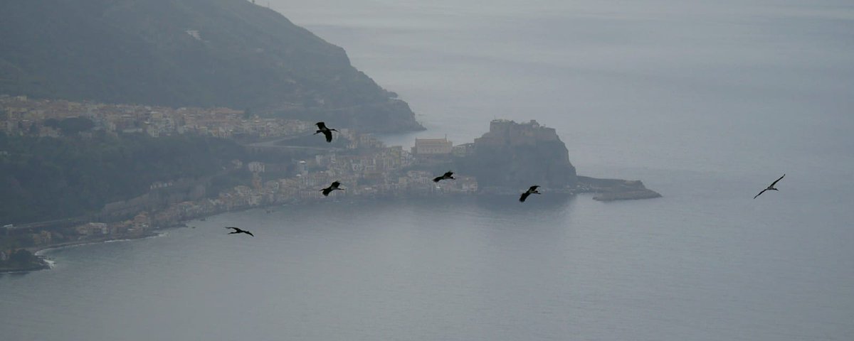 Today at the Strait of Messina, from our second watchpoint, we counted more than 200 #Raptors mostly Marsh Harriers but also 14 Pallid Harriers and a nice flock of Black Storks #ornithology #birds #birdmigration #birding straitobservatory.com