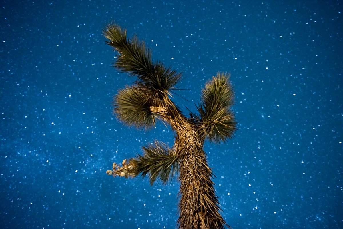 It's the last day of International Dark Skies Week, so we're going to share some of our fave dark sky pics with you & tell you how they were done! 26mm, f/2.8, shutter: 20 seconds, ISO: 2500, with 3 sec. artificial light on the Joshua tree. Photo: NPS / Brad Sutton. #DarkSkyWeek