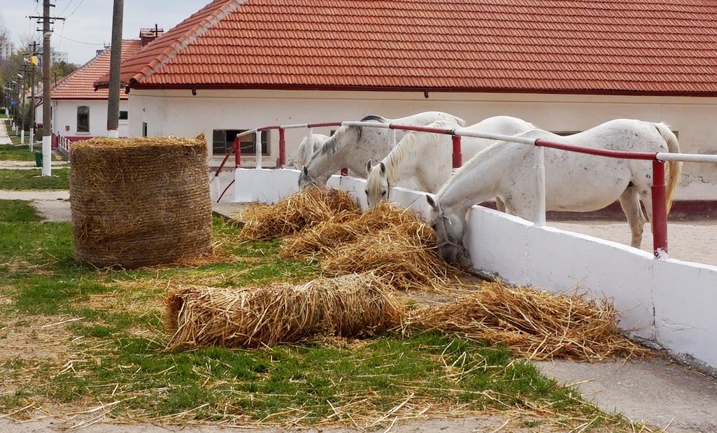 55GTora1's tweet photo. #hergheliamangalia #Romania #arabianhorses https://t.co/PnySqkCMET