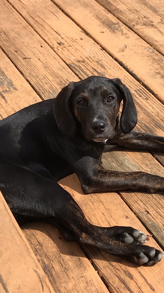 MyBelleMichele8's tweet photo. New McKenna puppy alert (in-laws, not mine). A sweet girl named Fi, short for Fiona. #dogsofinstagram #puppiesofinsta #labhoundmix https://t.co/FEysBFDLPF