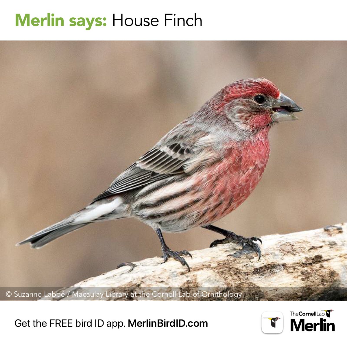 MamaRabia's tweet photo. I found a house finch! https://t.co/pbbBz7QjGy