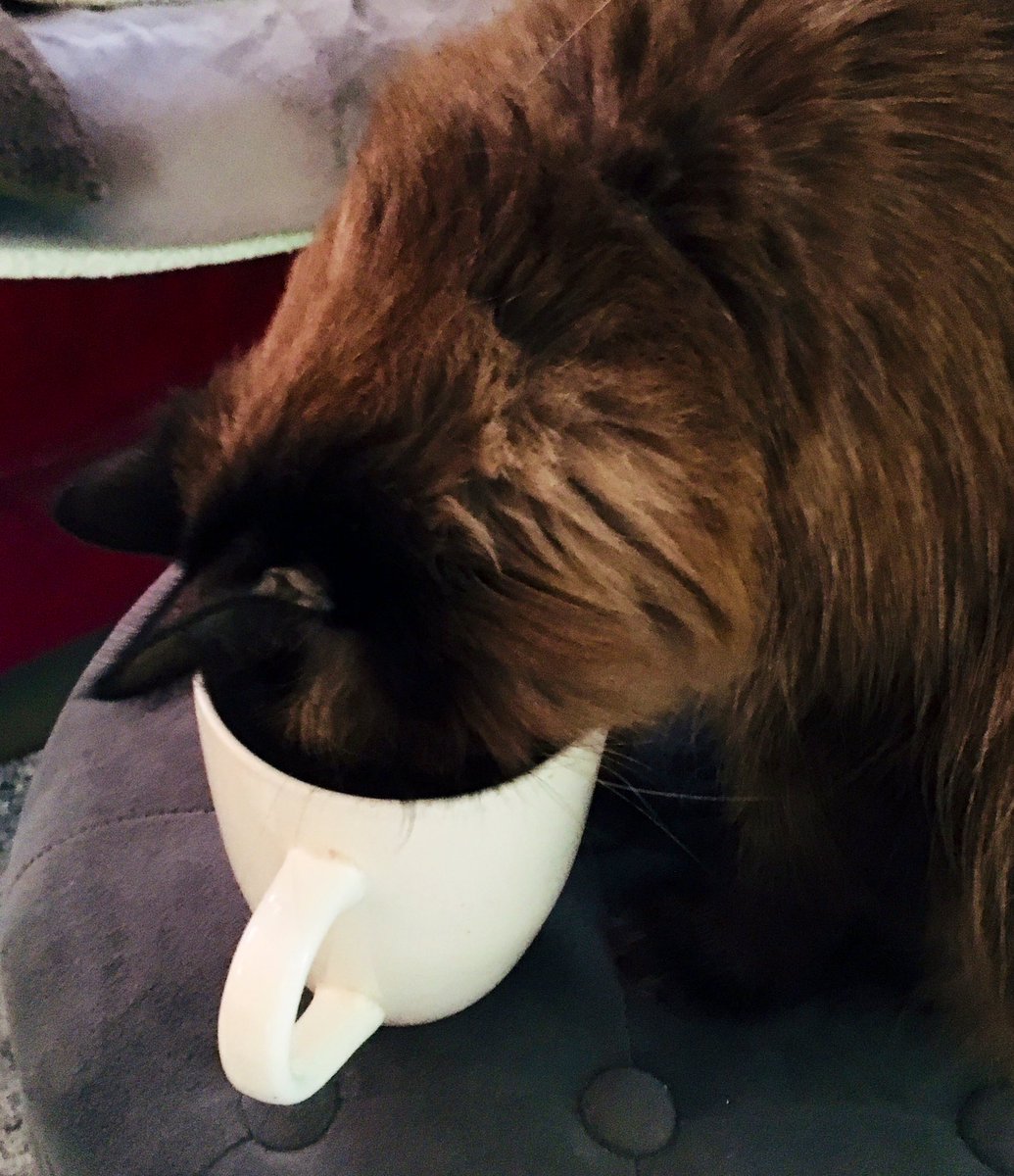 CamiAnnS's tweet photo. My Fergie is a coffee addict. ๐ โ๏ธ She was mad that I caught her. ๐พ๐น #Caturday #CatsOfTwitter #CoffeeAddictCat https://t.co/y6dgyQOBKo