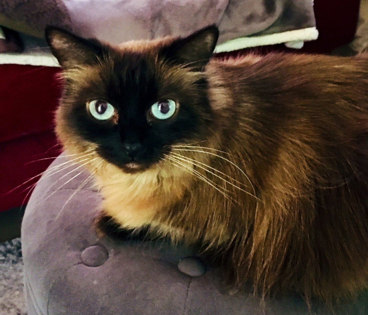 CamiAnnS's tweet photo. My Fergie is a coffee addict. ๐ โ๏ธ She was mad that I caught her. ๐พ๐น #Caturday #CatsOfTwitter #CoffeeAddictCat https://t.co/y6dgyQOBKo