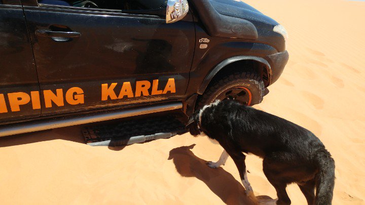 Der Kojote checkt nochmal ob das richtig gemacht wird! Ein anstrengender Tag geht zu Ende.