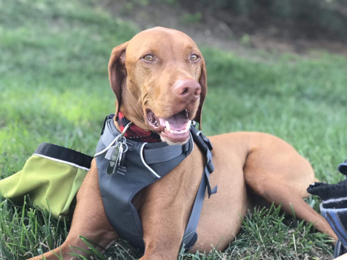 caitlinalexia1's tweet photo. @TheDrewLynch can’t wait to your 5pm show! #Vizslafamily #ParkermeetStella #Indy https://t.co/34ob7sCZZk