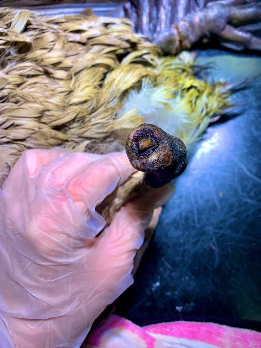 CaraRSPCA's tweet photo. *WARNING - SENSITIVE IMAGES* I can’t believe I’ve rescued this beautiful goose today, when will people learn to discard their unwanted fishing wire properly please do not leave it lying around as this is what detrimental damage it causes to our beautiful wildlife @RSPCA_official https://t.co/SZksxiMvAK
