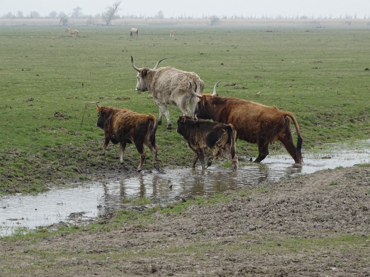 Marinus Kalk tweet media