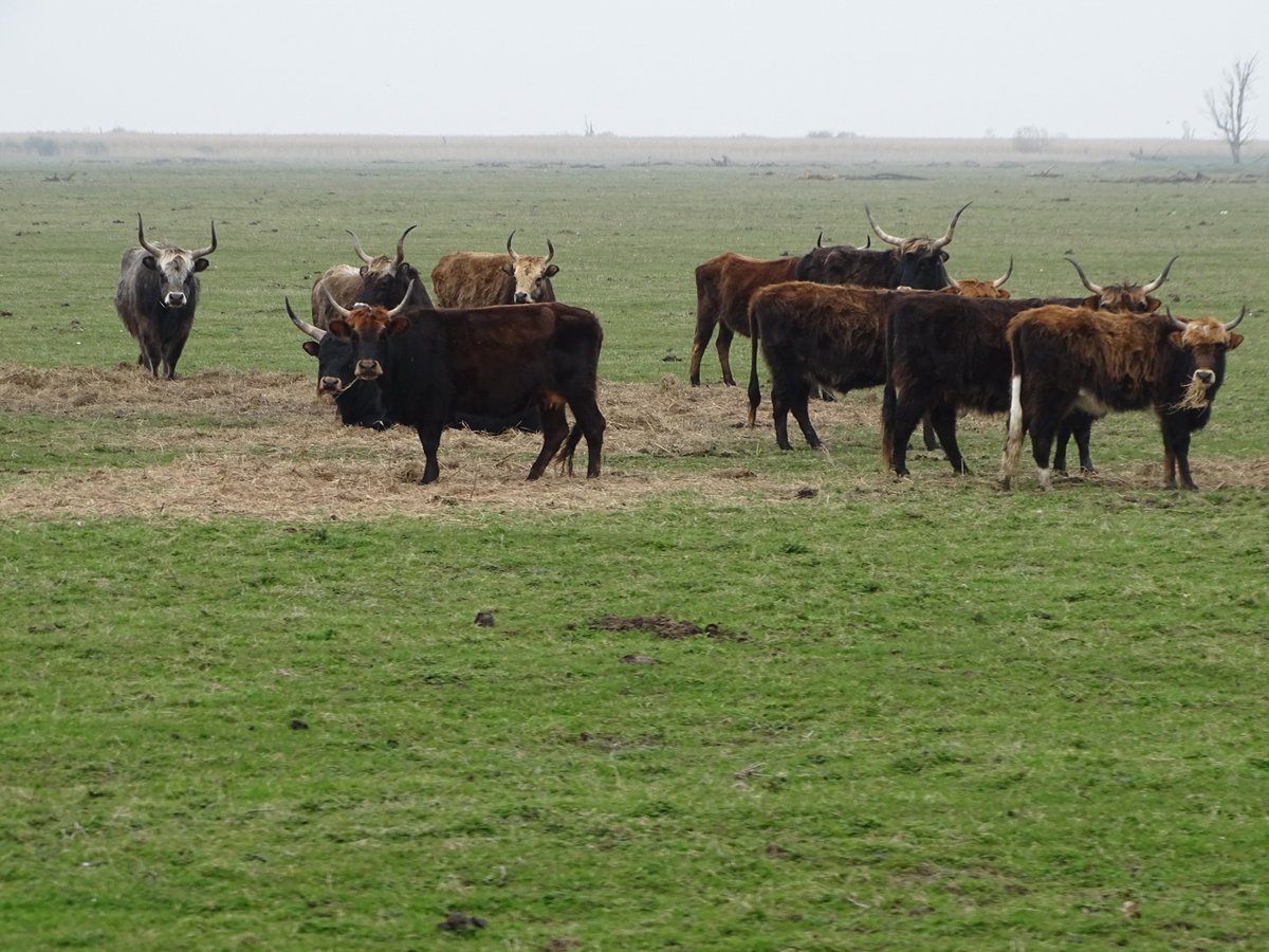 Marinus Kalk tweet media