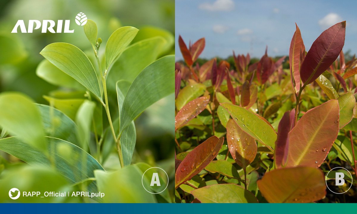 1000 Gambar Daun Ekaliptus Terbaru Gambar ID 1000 Gambar Daun Ekaliptus Terbaru Gambar ID