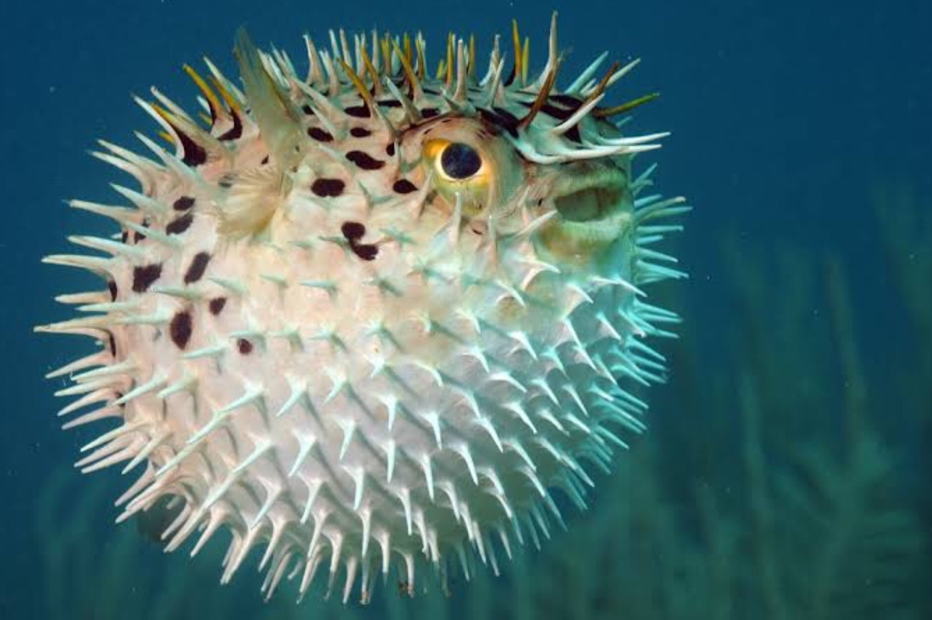 Nilufer Onursal on X: @Oceandiversity2 Puffer Fish are very cute, true🐠But  also very poisonous 😐 They are not Sea Pets. So Be Careful when you see  one, don't mess with them😏😎 #PufferFish