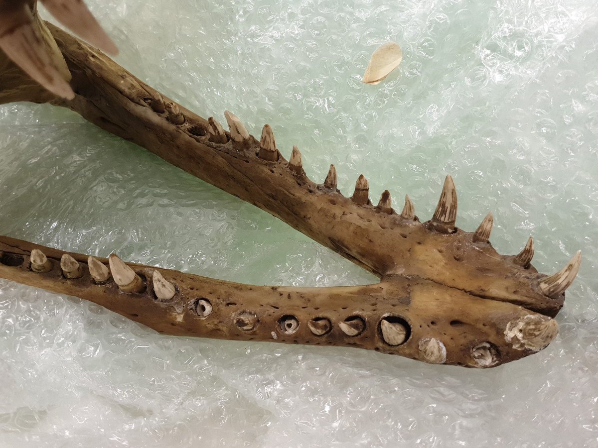 Joseph_Bevitt's tweet photo. Hi there! π
There's #saltwatercroc in the lab π¬
Beautiful.
#croc #crocodile #tomography #XrayCT #jaws @ANSTO @ausynchrotron https://t.co/yje2jbl5W2