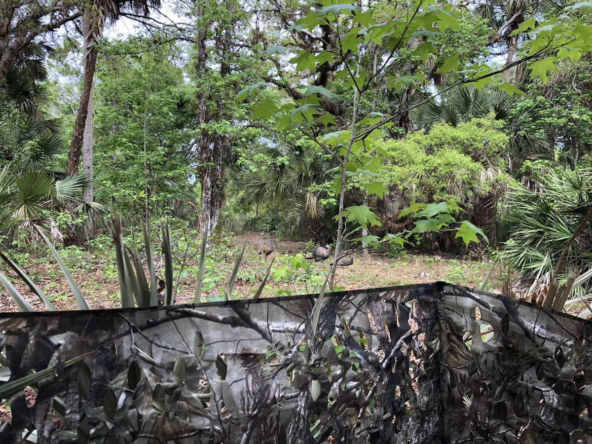 TheVacationDR's tweet image. Today is what we call the Central Florida #SpringSlam We woke up in the morning at #TaylorCreek chasing #Osceola #Gobblers  and then in the afternoon we jumped on #TheHunter and put it on the #Cobia @paioutdoors #EHGTribe #Blessed