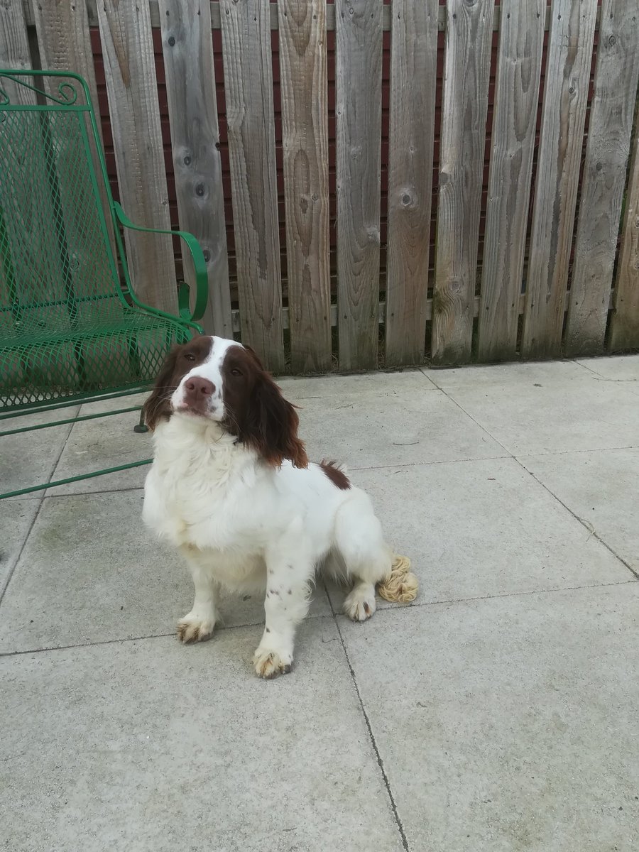 ShonaMcGWales's tweet image. This is lovely Jess, 9 months old. Her owner, a top breeder in Wales is in poor health sadly and can't give her the love and exercise she deserves...could you 🙏