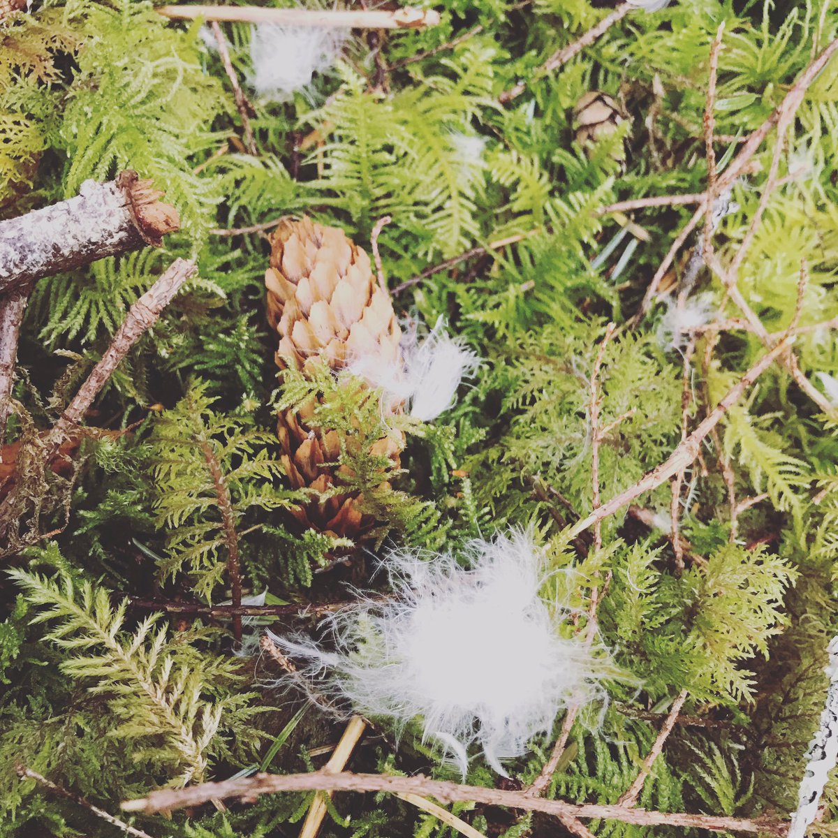 #blessed / Ǧiáxsix̌a to everyone who came out to the Kunsoot (Qíɫcutkv) site blessing today!