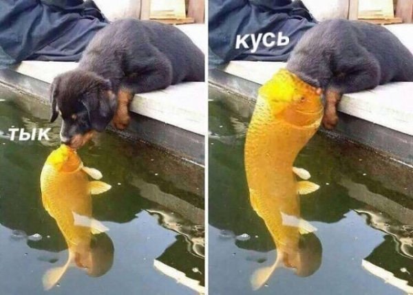 eutf78's tweet image. Кусь!... 🤣🤣🤣