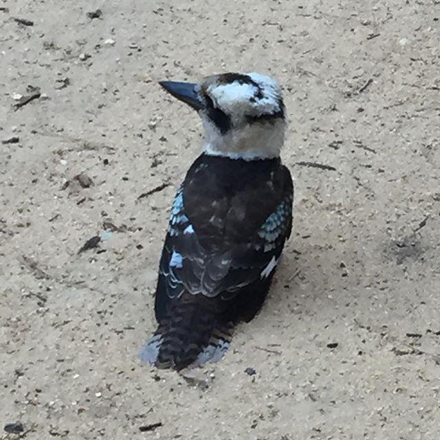 SimpleLivingBA's tweet image. This cute Kookaburra at our campsite was super friendly #kookaburra #campingadventure bit.ly/2WREC1U