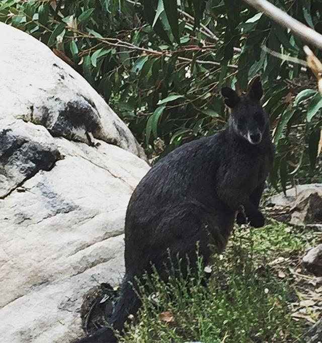 SimpleLivingBA's tweet image. Swamp wallaby on the track #aussiewildlife bit.ly/2I0ybWZ